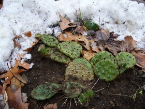 cactus (indigène) opuntia humifusa en hiver Québec
